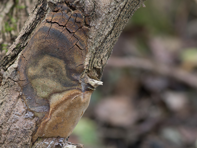 Phellinus pseudopunctatus